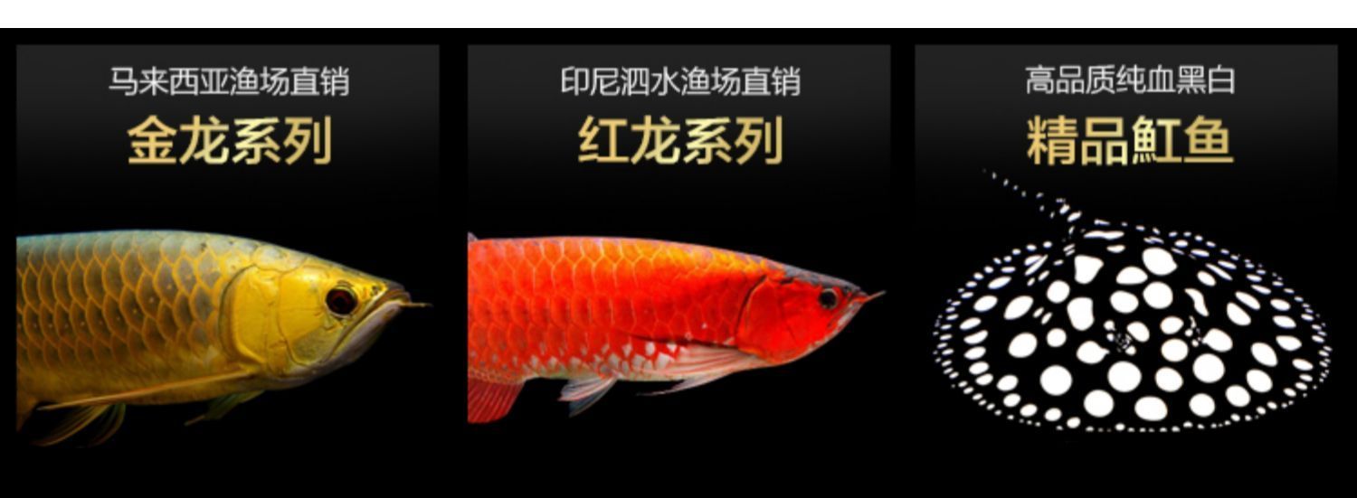 紅龍魚還是金龍魚好看：紅龍魚和金龍魚各有各的優(yōu)點(diǎn)和特色