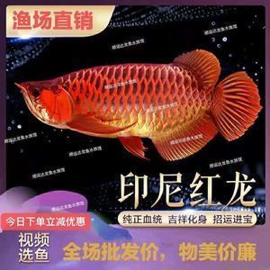 紅龍魚還是金龍魚好看：紅龍魚和金龍魚各有各的優(yōu)點(diǎn)和特色