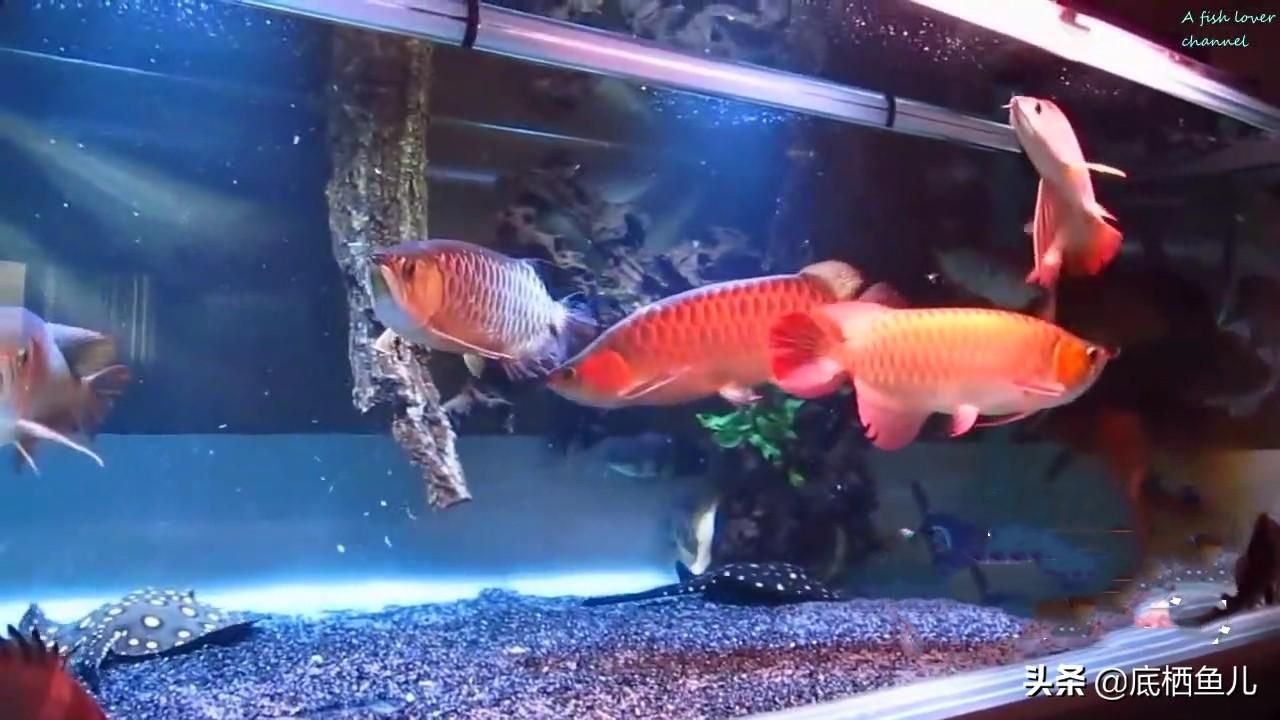 兩條龍魚會一直打架嗎？：兩條龍魚不一定會一直打架，飼養(yǎng)者可以根據(jù)實(shí)際情況預(yù)防和處理