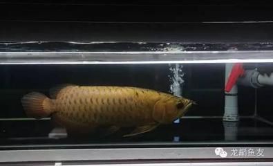 怎樣治療龍魚掉眼淚：龍魚掉眼怎么辦 龍魚百科 第2張