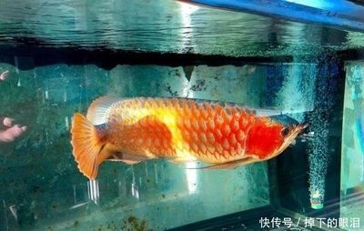 怎樣治療龍魚掉眼淚：龍魚掉眼怎么辦 龍魚百科 第1張