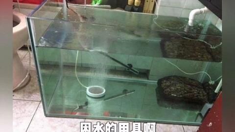 龍魚換水需要困水嗎：龍魚換水需要困水嗎龍魚換水需要困水嗎