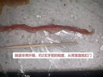 金龍魚運輸沉頭還有得救嗎？ 龍魚百科 第3張