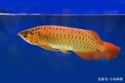 觀賞金龍魚價格：觀賞金龍魚價格和觀賞金龍魚價格是不同的兩個概念 龍魚百科 第3張