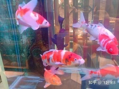 龍魚能招財(cái)嗎為什么