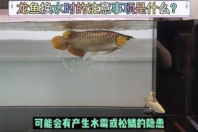 龍魚換水過多有沒有問題：龍魚換水過多會(huì)對(duì)其健康產(chǎn)生負(fù)面影響