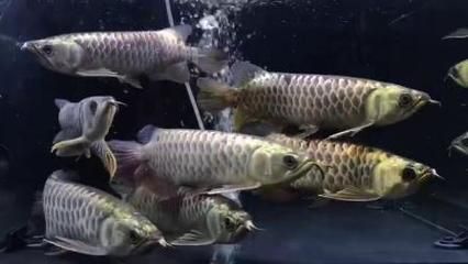 10公分金龍魚喂什么好：喂食10公分金龍魚需要注意什么？ 龍魚百科 第2張