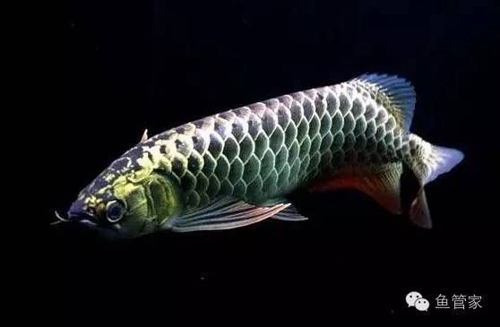 龍魚嘔吐怎么治療：龍魚嘔吐怎么治療龍魚嘔吐的治療方法主要取決于嘔吐的原因