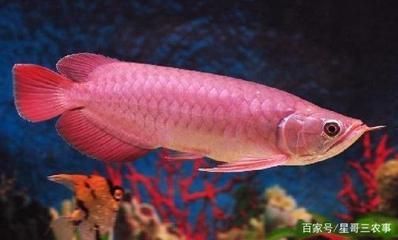 紅龍魚生長在哪里：如何飼養(yǎng)出品質(zhì)高的紅龍魚 龍魚百科 第3張