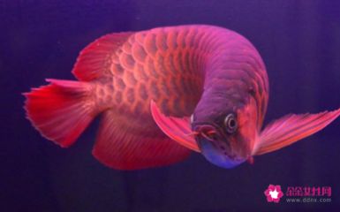 紅龍魚(yú)的最好品種：紅龍魚(yú)品種有哪些？ 龍魚(yú)百科