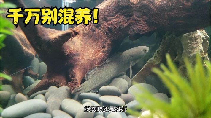 戰(zhàn)船魚和雷龍混養(yǎng)怎么樣