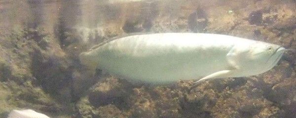 40厘米銀龍魚喂食量是多少：40厘米的銀龍魚喂食量需要根據(jù)其體重和活動(dòng)量來決定