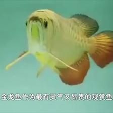 金龍魚怎么突然不吃東西了 龍魚百科 第3張