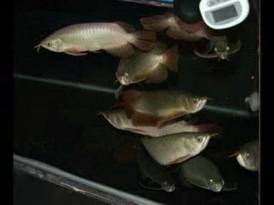 龍魚食欲不振不活潑什么原因 龍魚百科