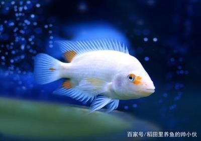 龍魚(yú)容易生什么病毒：搜索結(jié)果中沒(méi)有直接提到龍魚(yú)可能生什么病毒性疾病 龍魚(yú)百科