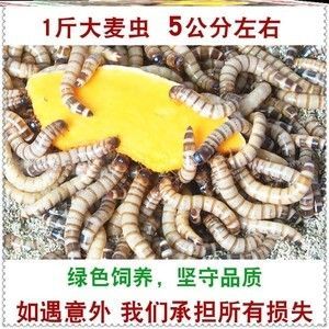 金龍魚長期喂大麥蟲好嗎：金龍魚是否可以長期喂食大麥蟲 龍魚百科 第1張