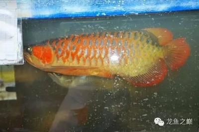 紅金龍魚產(chǎn)地是哪里的品牌：紅金龍魚是一種淡水觀賞魚