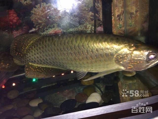 廣州買金龍魚去哪里便宜些