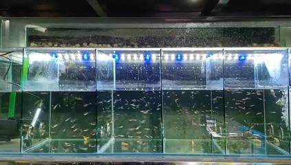 金龍魚混養(yǎng)視頻高清 龍魚百科 第3張