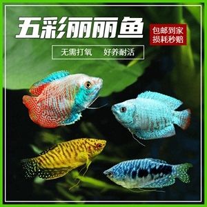 紅龍魚(yú)是哪里的特產(chǎn)魚(yú)?。杭t龍魚(yú)、紅龍魚(yú)、紅龍魚(yú)水觀賞魚(yú)的原產(chǎn)地是在哪里