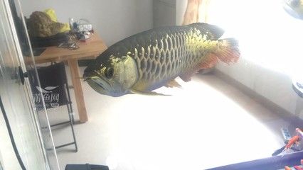 金龍魚吊眼：金龍魚吊眼怎么治療 龍魚百科 第2張