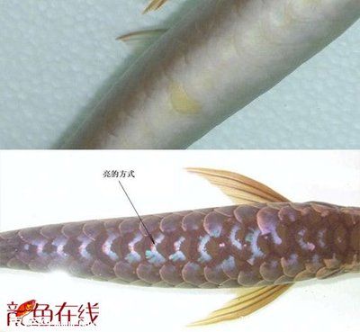 金龍魚(yú)怎么上色最快視頻：金龍魚(yú)上色技巧