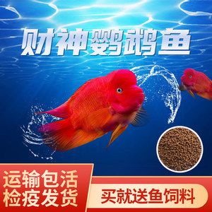 紅龍魚財神鸚鵡魚混養(yǎng)視頻