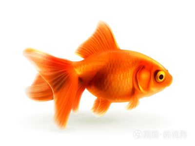 金魚和龍魚哪個好養(yǎng)：盤點飼養(yǎng)龍魚的五個大坑知乎專欄盤點飼養(yǎng)龍魚的五個大坑