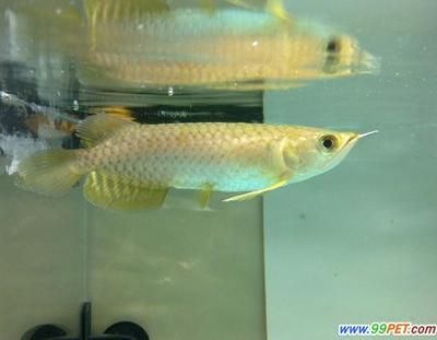 龍魚(yú)底砂：魚(yú)缸底砂的選擇