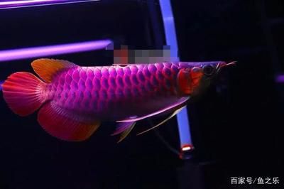 紅龍魚(yú)的挑選技巧和方法視頻：紅龍魚(yú)的挑選技巧和方法有哪些紅龍魚(yú)的挑選技巧和方法