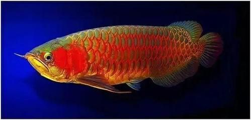 紅龍魚(yú)的挑選技巧和方法視頻：紅龍魚(yú)的挑選技巧和方法有哪些紅龍魚(yú)的挑選技巧和方法