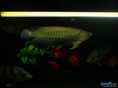 廣州水族批發(fā)find祥龍魚場：廣州水族批發(fā)市場 龍魚百科 第1張