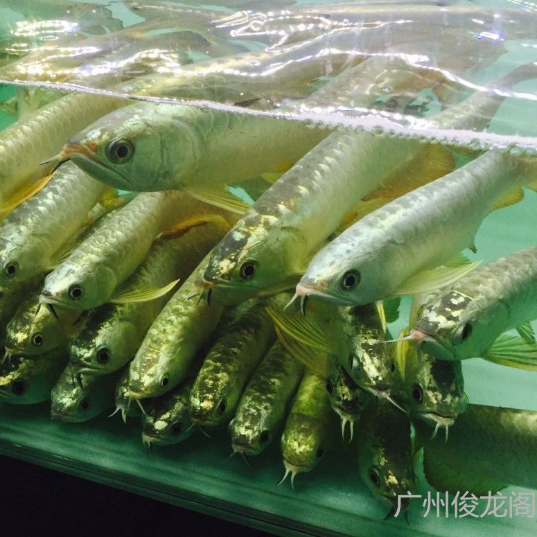 廣州金龍魚批發(fā)市場在哪里有賣海鮮的：廣州金龍魚批發(fā)市場入口