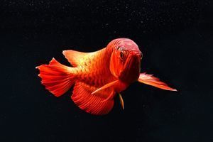 金龍魚紅色多錢：紅色金龍魚批發(fā)阿里巴巴、紅金龍魚價格阿里巴巴搜索 龍魚百科 第2張