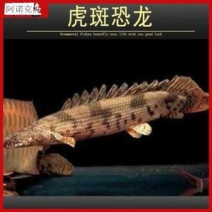 虎紋恐龍和龍魚混養(yǎng)嗎：虎紋恐龍和龍魚可以混養(yǎng)嗎