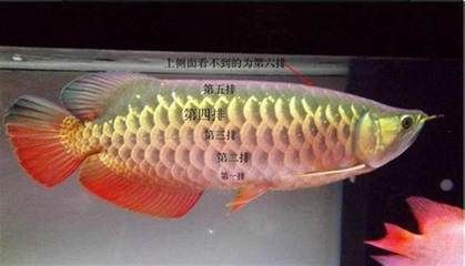 金龍魚選擇標(biāo)準(zhǔn)圖：如何挑選金龍魚 龍魚百科 第3張