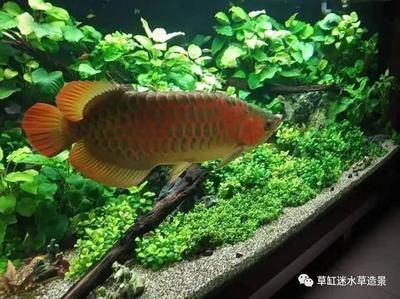 龍魚(yú)缸可以種水草嗎：龍魚(yú)缸養(yǎng)水草的注意事項(xiàng)www.laichahao.com7.