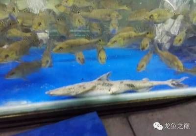 廣州龍魚祥龍魚場：廣州祥龍魚場和祥龍魚場的區(qū)別