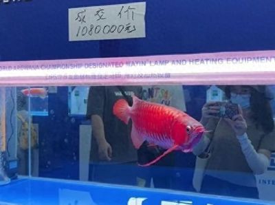 廣州龍魚祥龍魚場：廣州祥龍魚場和祥龍魚場的區(qū)別