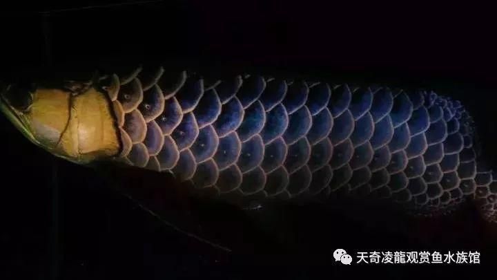 金龍魚小時(shí)候會被別的魚吃掉嗎：金龍魚育兒全過程 龍魚百科 第3張