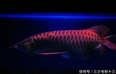 金龍魚小時(shí)候會被別的魚吃掉嗎：金龍魚育兒全過程 龍魚百科 第2張