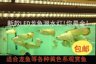 龍魚缸的燈放什么位置比較好：龍魚缸燈光對(duì)龍魚缸燈光擺放位置的影響龍魚的影響