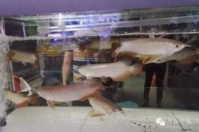 廣州龍魚商家排名前十位：廣州番禺龍魚觀賞魚店 龍魚百科 第2張