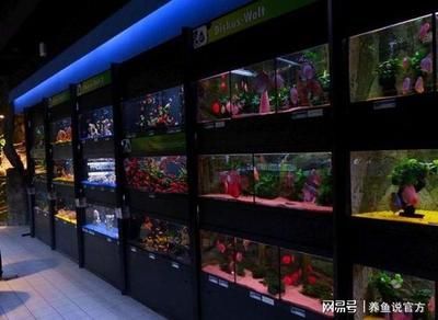 廣州龍魚商家排名前十位：廣州番禺龍魚觀賞魚店 龍魚百科 第3張