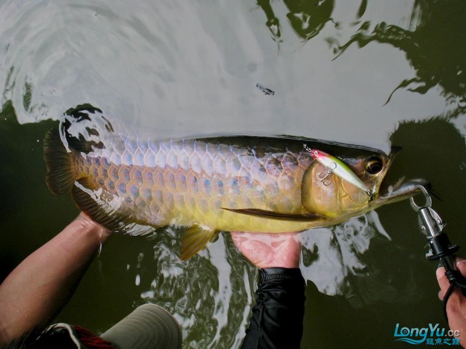 金龍魚到底好不好釣：益海嘉里金龍魚在野生環(huán)境中釣到金龍魚可能會(huì)面臨挑戰(zhàn)