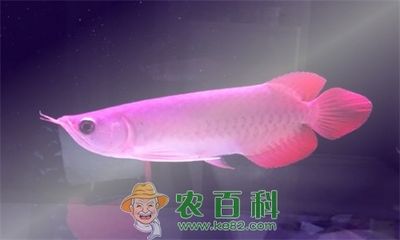 紅龍魚(yú)缸能放鹽嗎視頻：關(guān)于紅龍魚(yú)缸放鹽的問(wèn)題 龍魚(yú)百科 第2張