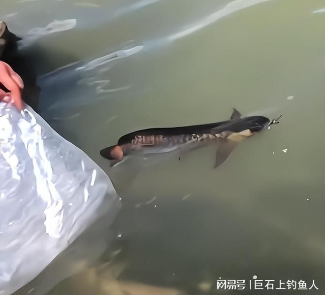 金龍魚放生能活嗎視頻：男子放生金龍魚放生金龍魚放生能活嗎金龍魚能吃嗎