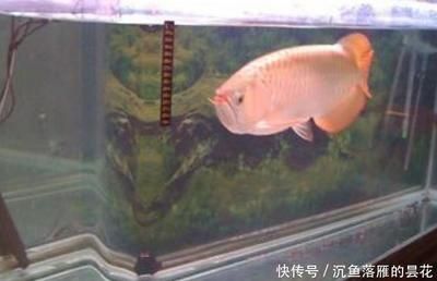 龍魚和金魚混養(yǎng)視頻：龍魚和金魚混養(yǎng)技巧