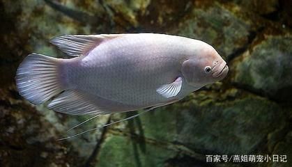 龍魚(yú)跟招財(cái)魚(yú)可以混養(yǎng)嗎：龍魚(yú)和招財(cái)魚(yú)可以一起養(yǎng)嗎