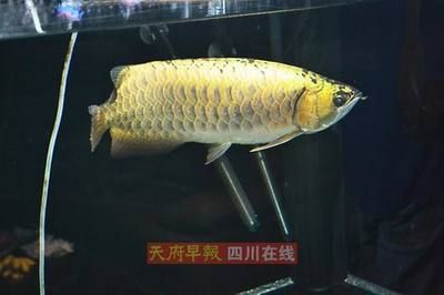 金龍魚晚上趴缸底是咋回事：金龍魚晚上趴缸底是什么原因